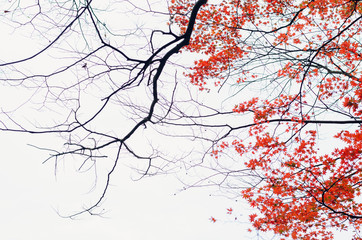 Focus and blurred colorful maple leaves tree with white background in Autumn of Japan.