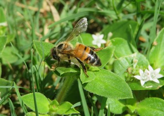 Bee on white richardia flowers in Florida nature, closeup