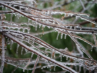 Medium close up of icicles hanging from the branches and twigs of a tree in winter
