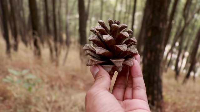 pine cone in hand 