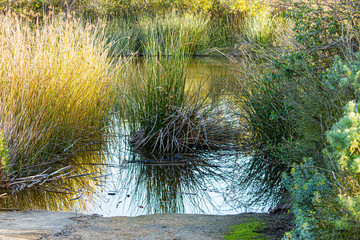 shoreline of small pond surrounded and partly covered by ratan reeds and shrubbery