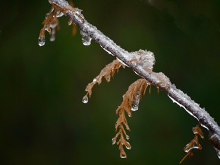 Close up of a twig with dried up leaves all covered in twigs covered with snow;