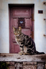 gatos, animales, felinos, ojos verdes,