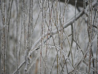 Beautiful background of willow leaves totally covered in ice in twigs covered with snow