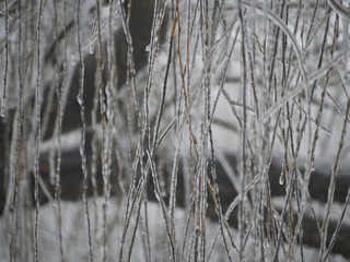 Curtain of willow leaves totally covered in ice in winter