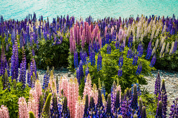 Field of Flowers by lake