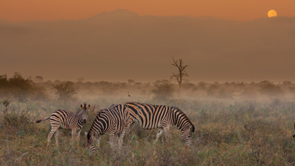 Obraz na płótnie Canvas zebra in africa