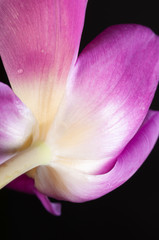 Fototapeta na wymiar Tulip Abstract