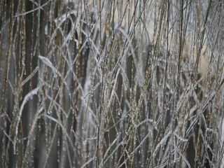Curtain of small willow twigs each covered with ice in winter