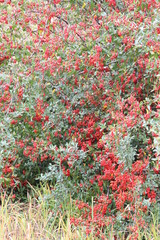 Shrub with lots of small red fruits