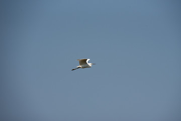 Fototapeta na wymiar A little egret, medium-sized white bird, flies in the blue sky on a sunny day