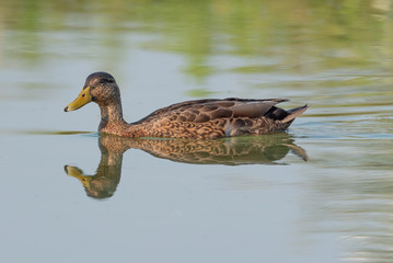 Duck swims in the pond and its image is reflected in the water