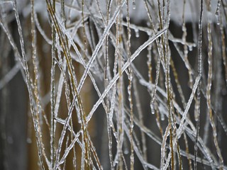 Thick curtain of willow tree twigs covered with twigs covered with snow;