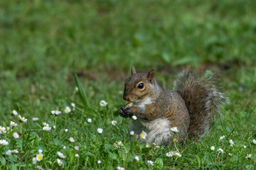 Naklejka na ściany i meble gray squirrel in front of a tree eats a hazelnut holding it with paws.