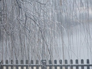Curtain of willow twigs covered with icicles