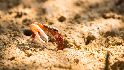 Uca vocans, Fiddler Crab walking in mangrove forest at Phuket beach, Thailand