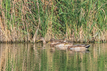 Naklejka na ściany i meble Group of ducks (Mallards) swimming in the pond