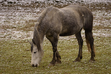 Horse on snow covered meadow