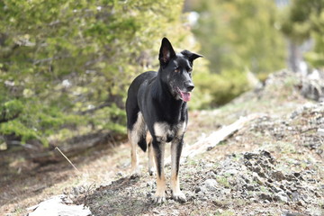 black German Shepard