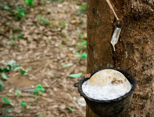 Rubber tree plantation. Rubber tapping in rubber tree garden in Thailand. Natural latex extracted from para rubber plant. Latex collect in plastic cup. Latex raw material. Hevea brasiliensis forest.