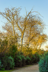 dirt path through shrubery and bare diciduous treeline