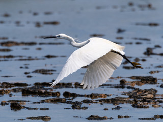 The little egret in flight