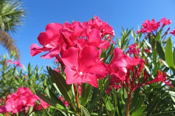 Beautiful pink oleander flowers on blue sky background in Florida nature, closeup