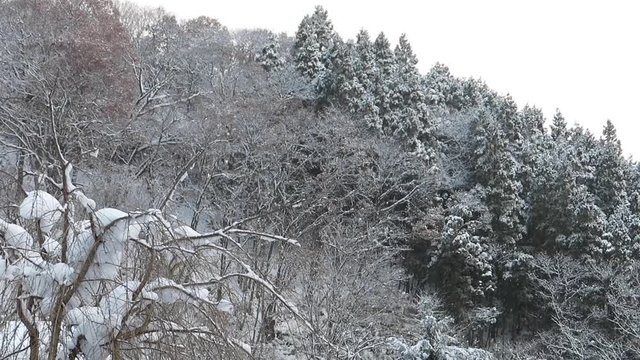 ちらちら降る雪　冬イメージ　秋田県　自然風景