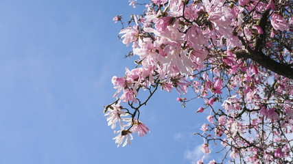 Showy and beautiful Magnolia Stellata pink flowers close up on the  branch against light blue background. Japanese Magnolia.