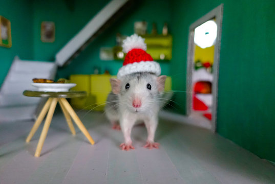 Husky Dumbo Rat wearing Santa Hat