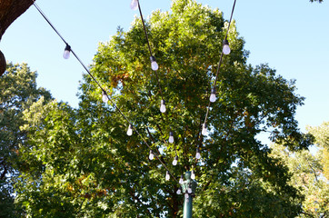 Decorative lights hanging under trees