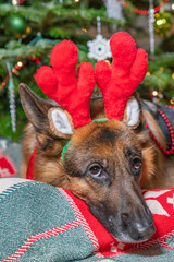 German Shepherd dog happily wearing red reindeer antlers posing in front of decorated Christmas Tree.
