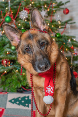 German Shepherd dog happily wearing red reindeer antlers posing in front of decorated Christmas Tree.