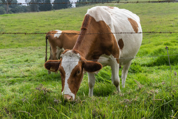 Vaca pastando en el corral