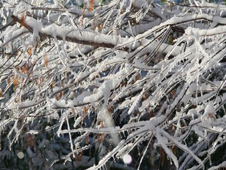 Close up shot of twigs and branches of a tree covered with ice and snow