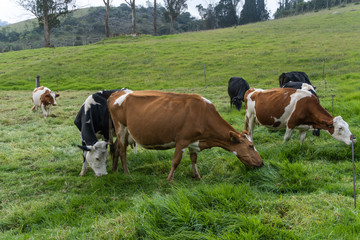vacas pastando en las monta&ntilde;as