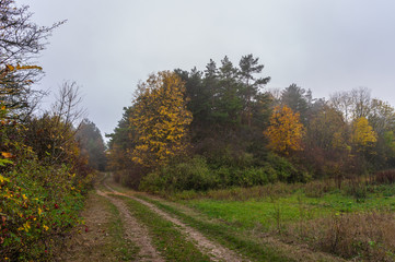 Herbstwald