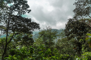 panorama de un bosque de niebla