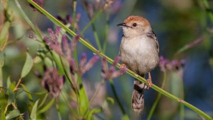 bird in flowers