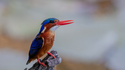 kingfisher on a patrol