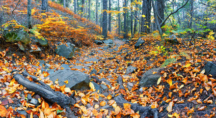 Rocky path strewn with leaves in autumn forest