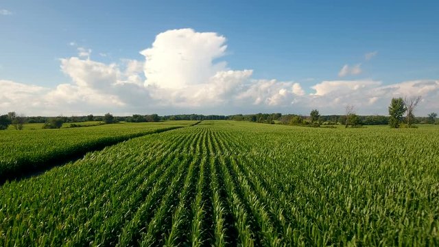 Aerial view of summer crops in Canadian farm land & car on the road