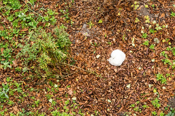 White fluffy cat, curled up in a ball, lies in autumn foliage. Photo from above.