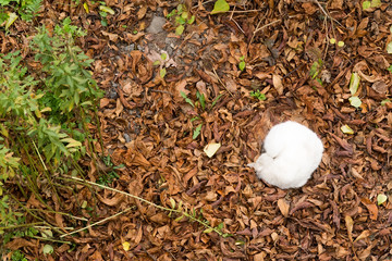 White fluffy cat, curled up in a ball, lies in autumn foliage. Photo from above.