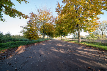 Earth road with rows of trees