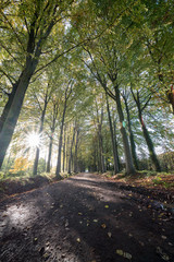 Earth road with rows of trees