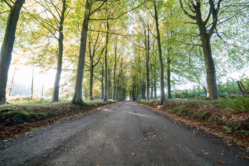Naklejka premium Earth road with rows of trees