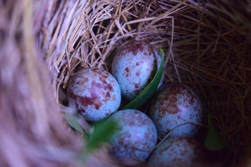 eggs in nest