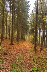 Obraz premium Herbstwald