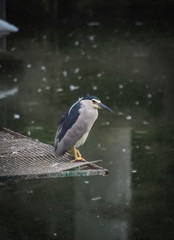 seagull on rock